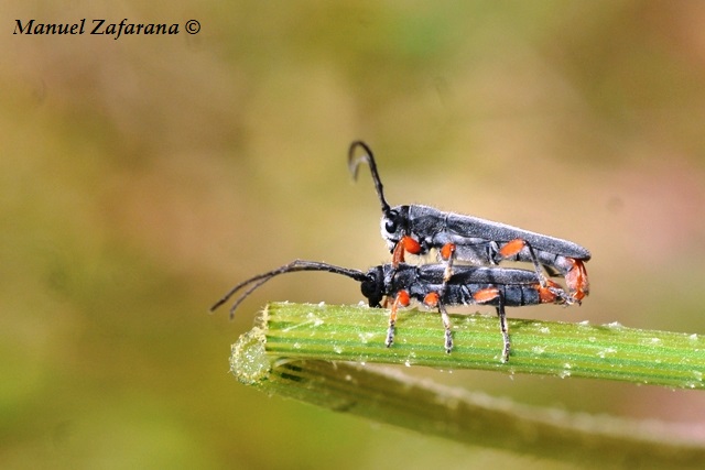 Phytoecia rufipes rufipes